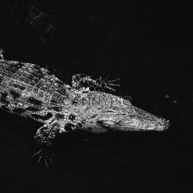 Crocodile on black background - Free image #136615