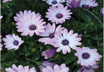 Spring Lila Flowers - бесплатный vector #146315