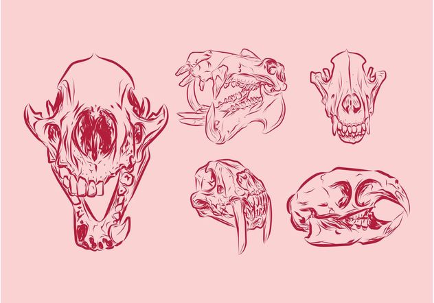 Animal Skulls - vector gratuit #157165 