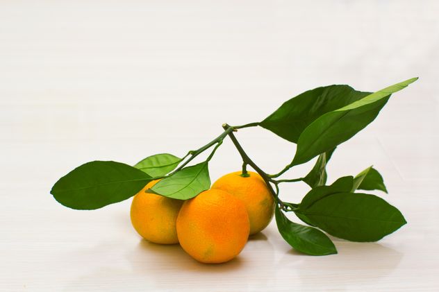 Branch of tangerines with leaves - Free image #182575
