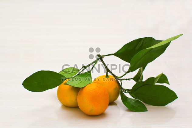 Branch of tangerines with leaves - image #182575 gratis