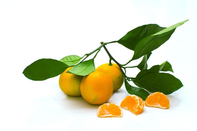 Branch of tangerines with leaves - Free image #182595