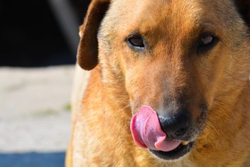 Close-up portrait of red dog - image #182855 gratis