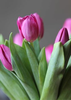 Pink tulips - Free image #183065