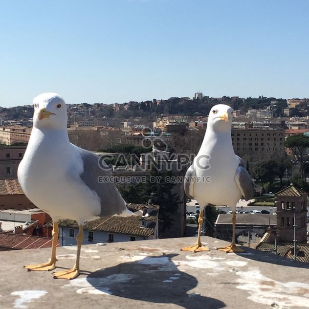 seagulls on roof - бесплатный image #183095