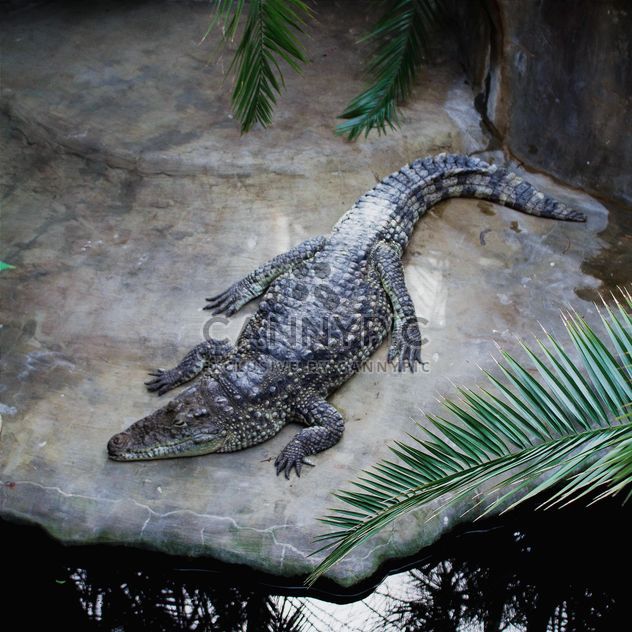 Crocodile near pond in zoo - image #183475 gratis