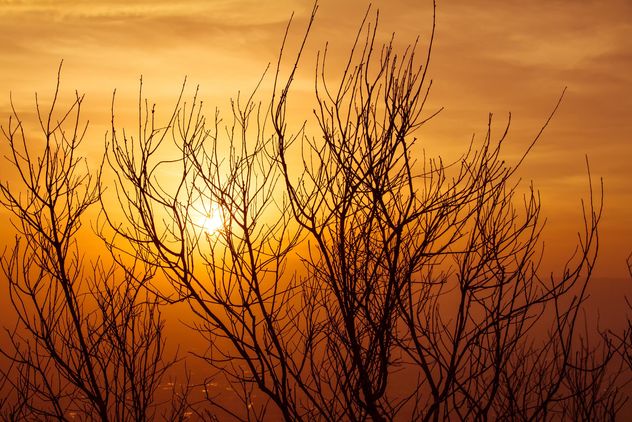 Tree silhouette at sunset - image #183485 gratis