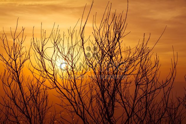 Tree silhouette at sunset - бесплатный image #183485