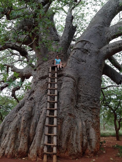 Girl on a giant baobab - image gratuit #183595 