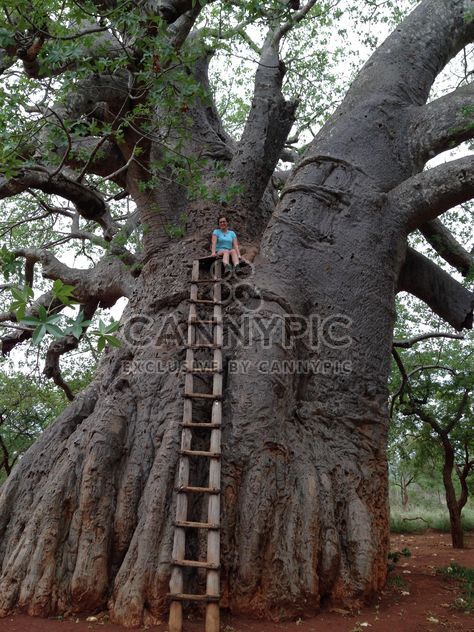 Girl on a giant baobab - Free image #183595