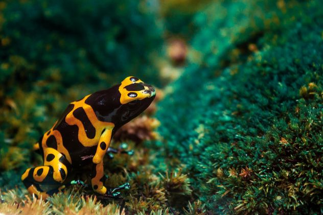 Yellow poisonous frog - image #183785 gratis