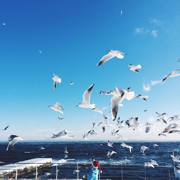 Person feeding the seagulls - image #183945 gratis