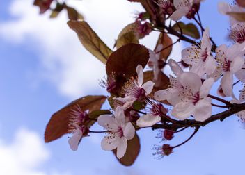Cherry tree blossom - Free image #184465