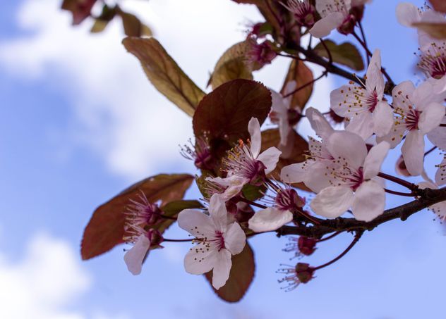 Cherry tree blossom - image gratuit #184465 
