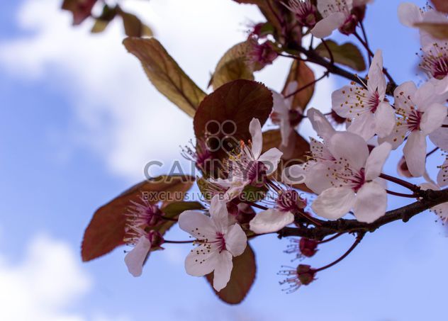 Cherry tree blossom - Free image #184465