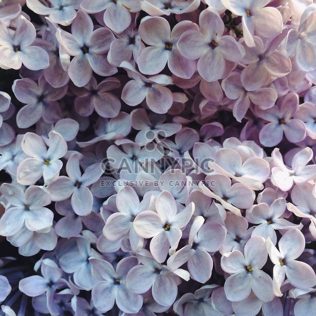 Lilac blossom - image #184535 gratis