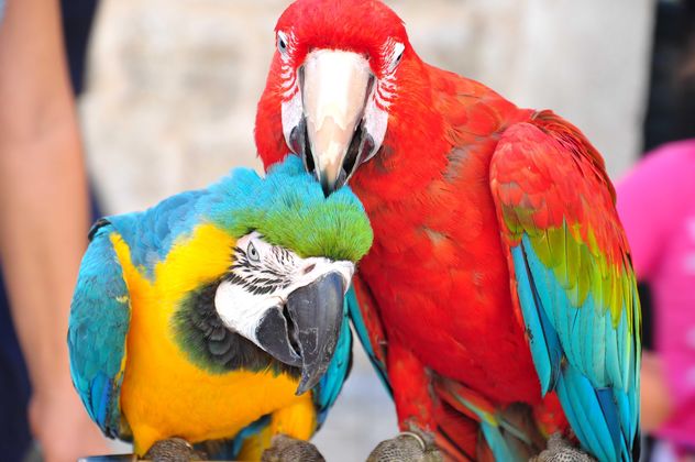 Ara parrots - Free image #185735