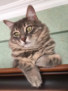 Grey cat sitting on wardrobe - image gratuit #185795 