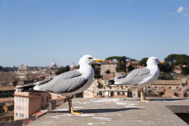 Two seagulls - Kostenloses image #185935