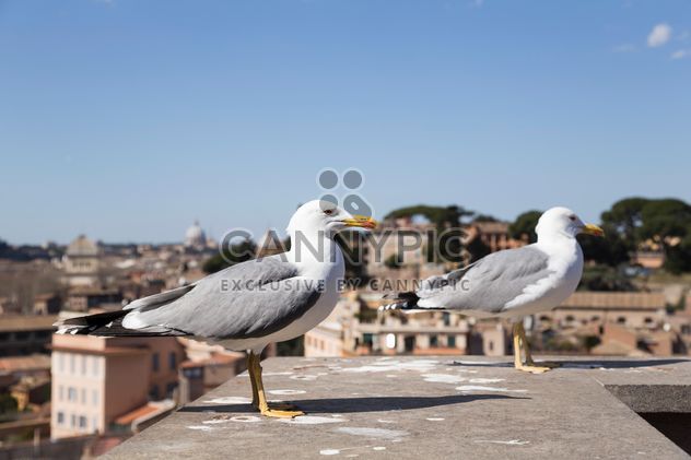 Two seagulls - Free image #185935