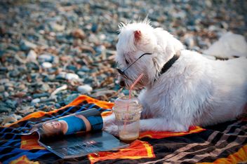 Cute dog in glasses reading magazine on the beach - image #186035 gratis