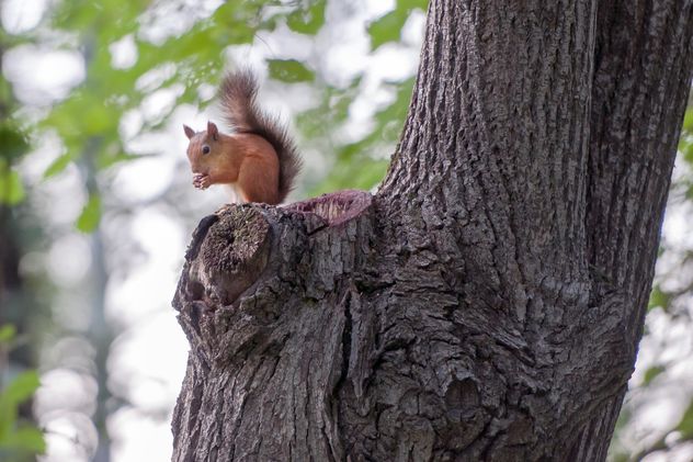 Squirrel on a tree - image #186055 gratis