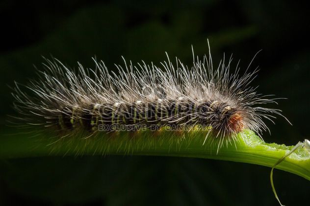 Hairy caterpillar on twig - image #186125 gratis