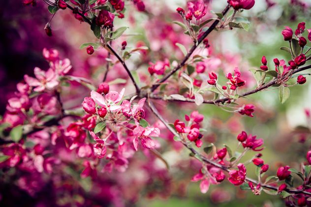 Pink flowers on branches of blooming tree - image #186165 gratis