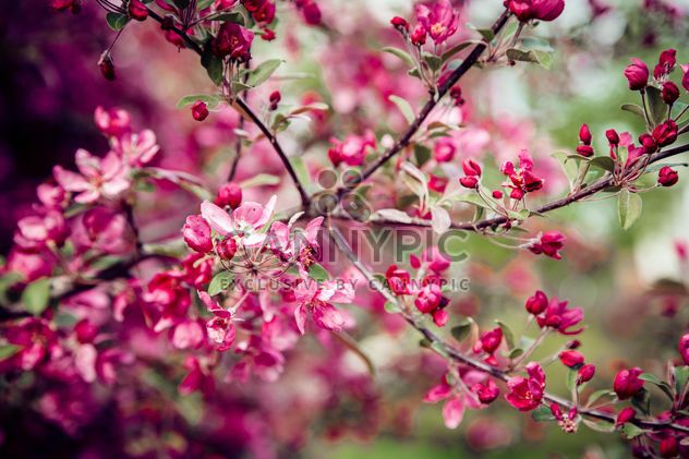 Pink flowers on branches of blooming tree - бесплатный image #186165