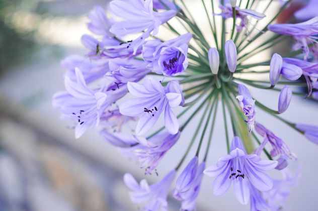 Small purple flowers - Free image #186255