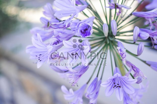 Small purple flowers - image #186255 gratis