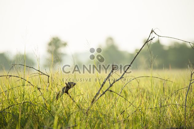 Trees#grass#green#fields#fog#morning#country#branches - image #186315 gratis
