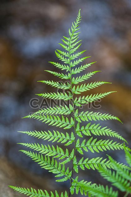 Fern leaf - image #186345 gratis