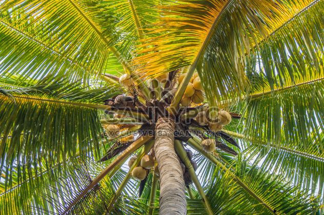 Closeup of coconut tree, view from below - бесплатный image #186375