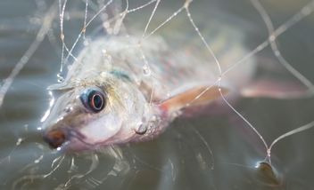 A fish in net - Free image #186485