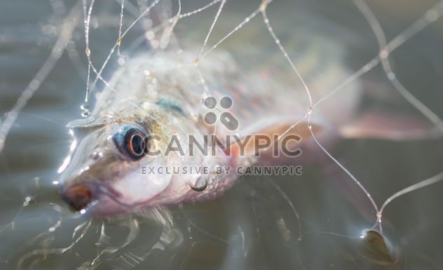 A fish in net - бесплатный image #186485