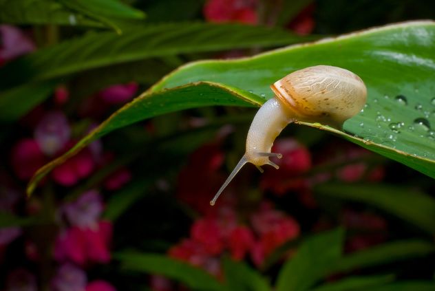 Snail on green leaf - Free image #187675