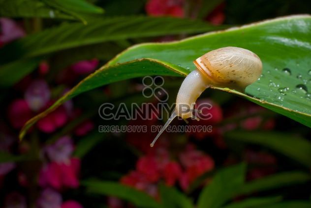 Snail on green leaf - бесплатный image #187675