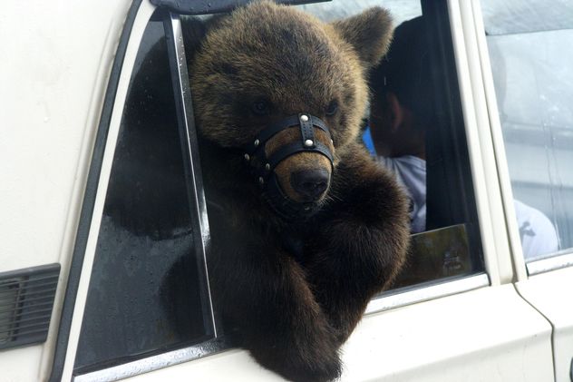 Brown bear in car - image #187765 gratis