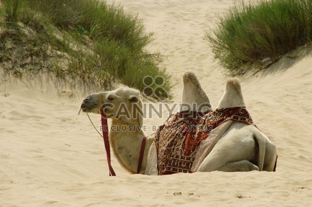 Camel in sand dunes - image #187775 gratis