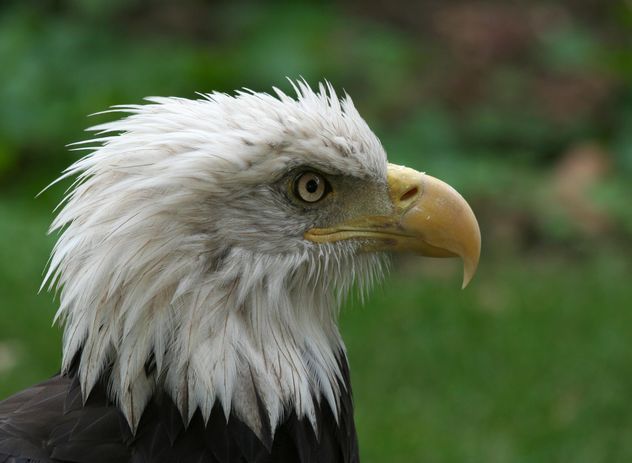 Portrait of Bald Eagle - image #187795 gratis
