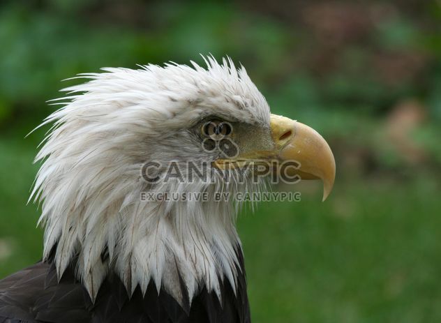 Portrait of Bald Eagle - бесплатный image #187795