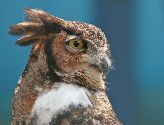 Great Horned Owl - image gratuit #187805 