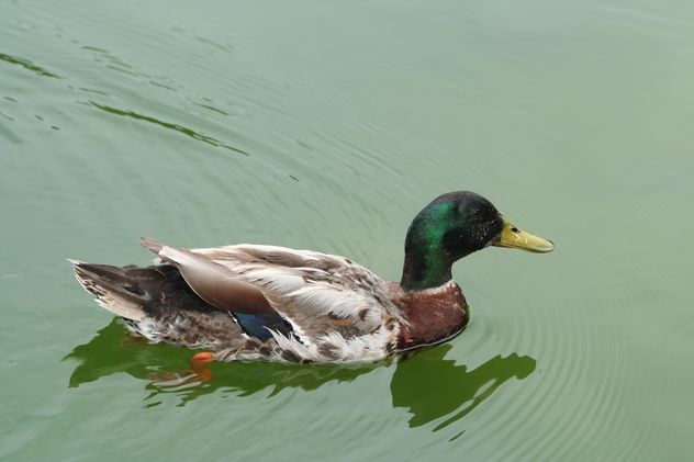 Male Mallard Duck swimming in the water - image gratuit #187885 