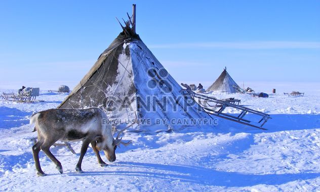 Spring on the Yamal Peninsula - image #197895 gratis