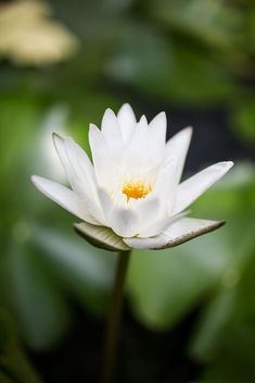 White water lily - image #197955 gratis
