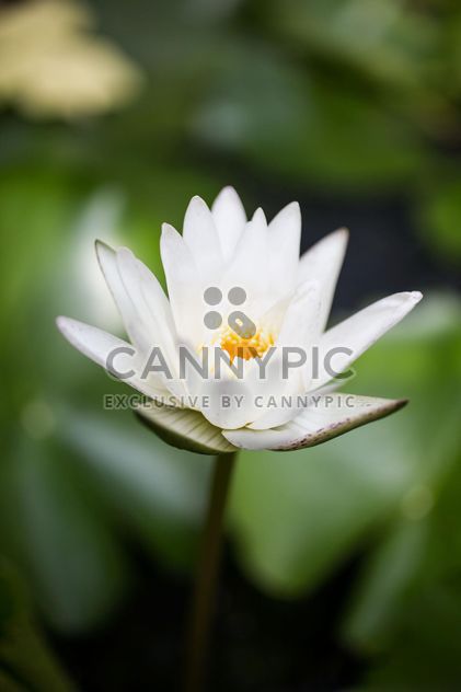 White water lily - image #197955 gratis
