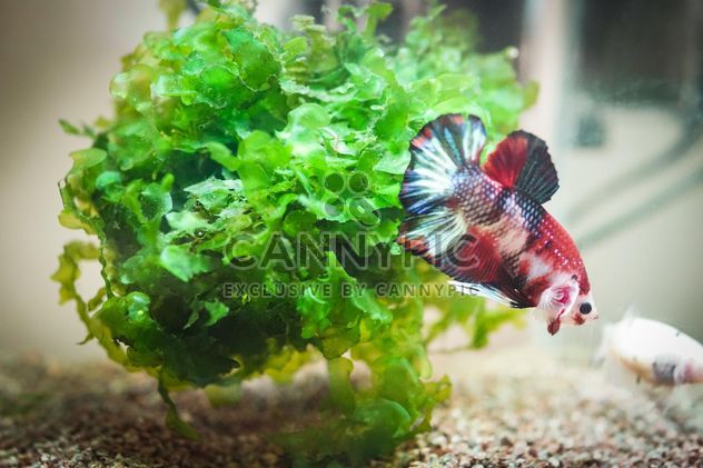 Siamese fighting fish in nano tank - бесплатный image #198005