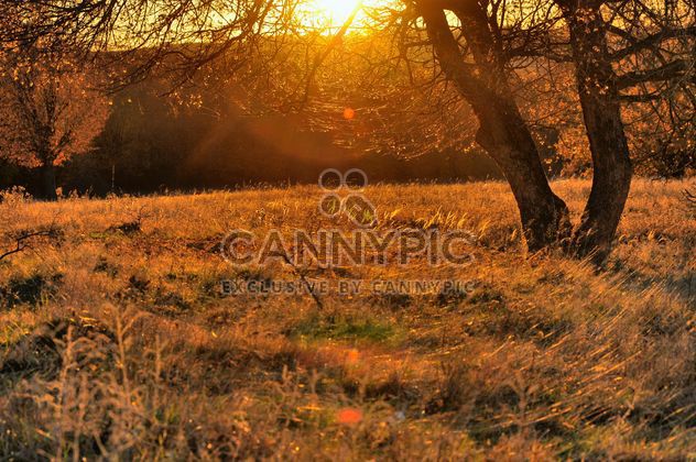 the sun's rays through the branches - Free image #198165
