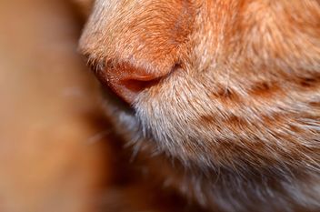 Nose of cat clsoeup - Kostenloses image #198195